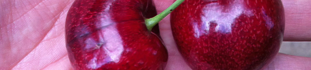 Cherry Lapins – popis odrůdy, fotografie, recenze zahradníků