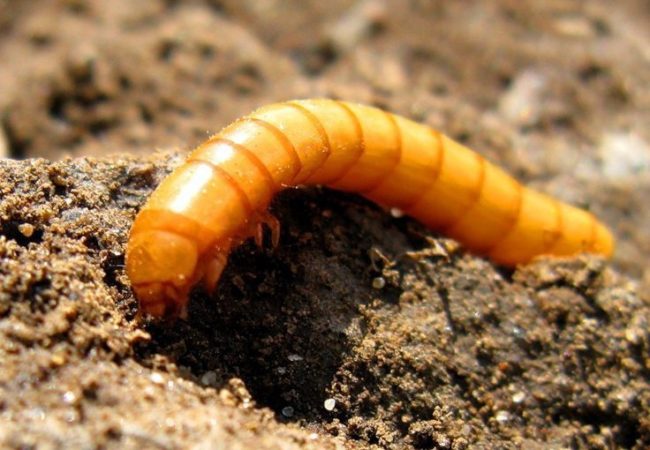 Личинка жука-щелкуна вблизи с твердой кожицей и маленькими лапками