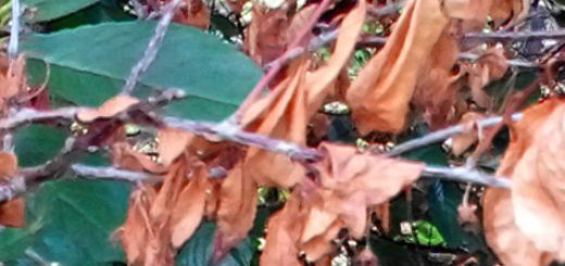 Сухие листья черешни поражённые Монилиозом