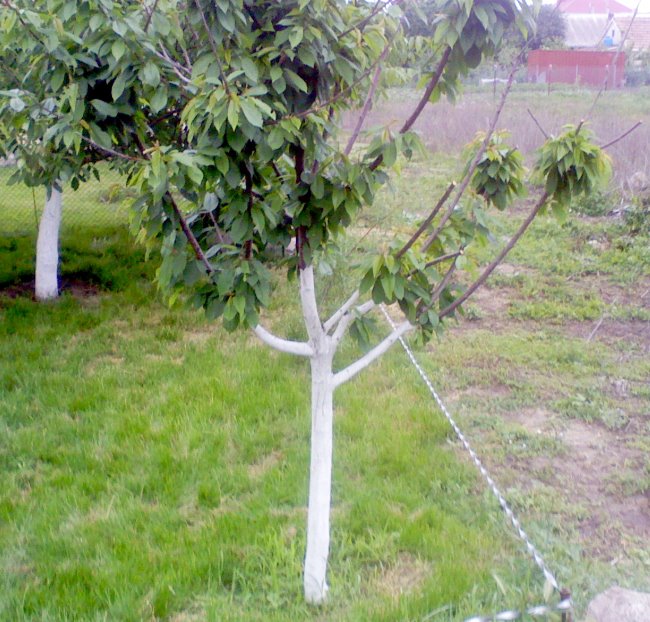 Молодое деревце садовой черешни с побеленным стволом и натянутый шпагат разметки