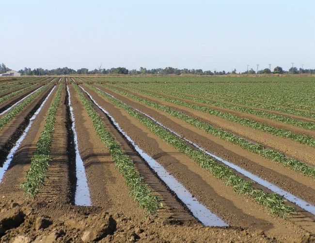 Ряды картофеля и борозды с водой для полива в крупном плодоовощном хозяйстве