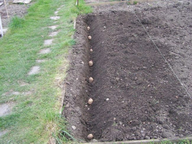 Посадка картофеля в стандартную бороздку на частном садовом участке