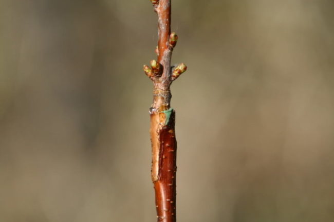 Прививка черенка сортовой черешни на молодой подвой дикорастущего деревца