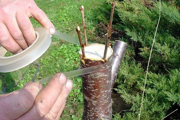Обмотка места привоя черенков черешни закорковым способом на срез ствола взрослого дерева