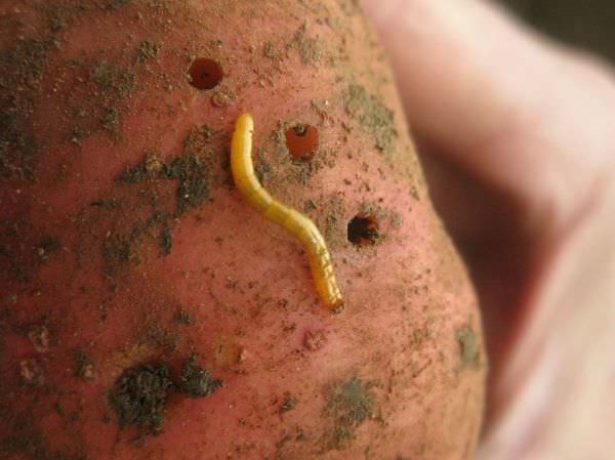Дырки в кожуре картофелины от личинок жука-щелкуна и проволочник