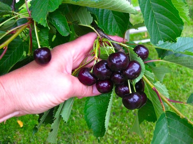 Черно-красные плоды черешни сорта Рамон Олива на ветке взрослого деревца