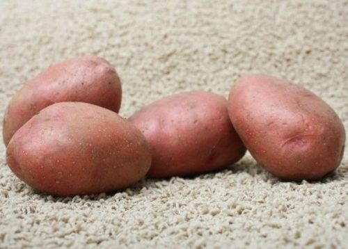 Четыре картофелины овальной формы голландского сорта Розара