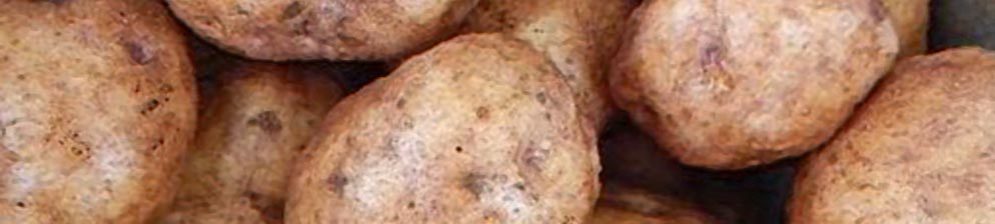 Спелые плоды картошки Синеглазка вблизи