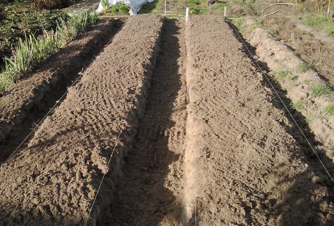 Приподнятые грядки для посадки картофеля на почвах с высоким уровнем влажности