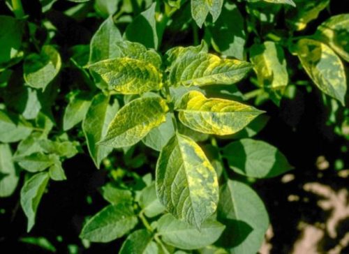 Желтые некрозные пятна на листьях картошки при мозаичном заболевании