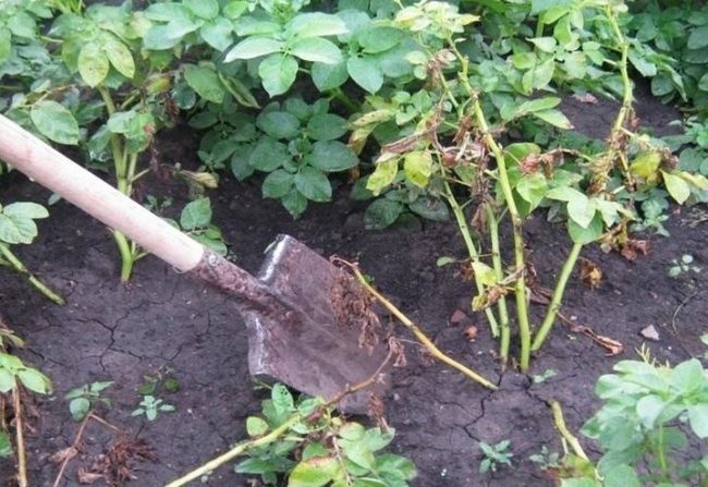 Выкапывание больного куста картофеля штыковой лопатой