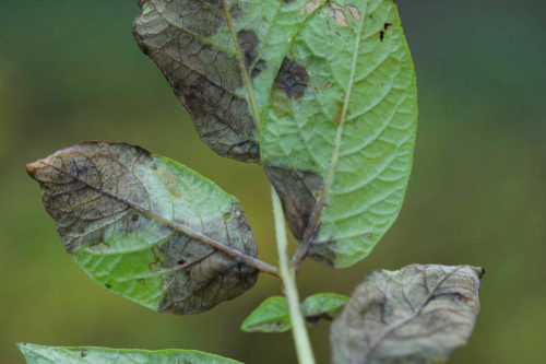 Листья картофеля с серо-бурыми пятнами от поражения фитофторозом