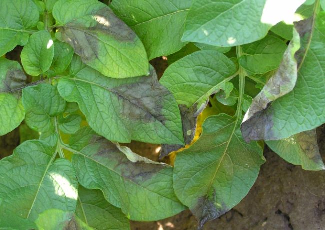 Серо-бурые пятна листьях столового картофеля, появившиеся от фитофтороза