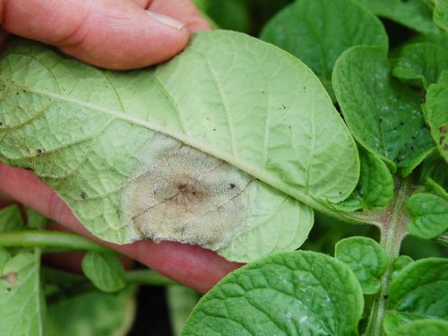 Первичные признаки заражения картофеля фитофторозом в виде пятен на листьях