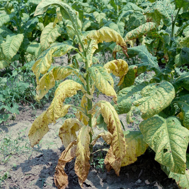 Куст картофеля с засыхающим стеблем и свернутыми желто-коричневыми листьями от фузариоза