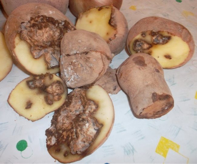 Гнилые клубни картофеля с признаками грибковых заболеваний
