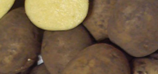 Клубни картошки сорта Импала обычные и в разрезе