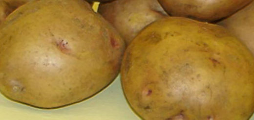 Спелые плоды картошки сорта Жуковская в разрезе и обычные