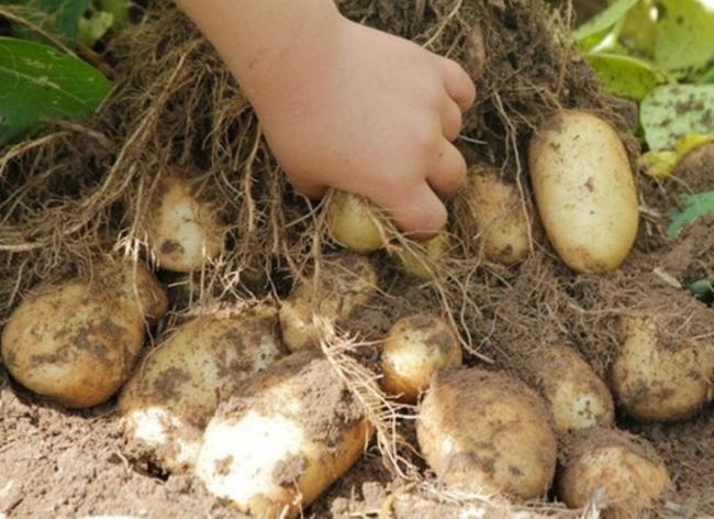 Клубни картофеля раннего срока созревания сорта Удача отечественной селекции