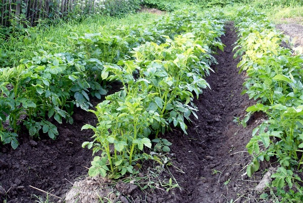Рослые кусты картофеля немецкого сорта Беллароза на высоких грядах