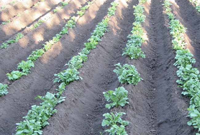 Молодые кусты картофеля, растущие на приподнятых гребнях