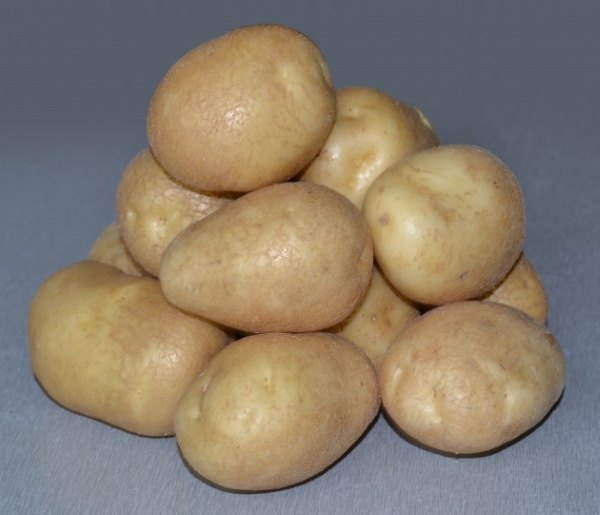 Чистые клубни картофеля отечественного сорта Удача раннего срока созревания