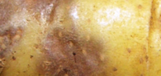 Плод картошки в черных пятнах болезнь