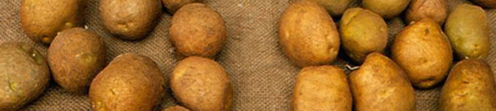 Клубни картошки сорта Киви вблизи