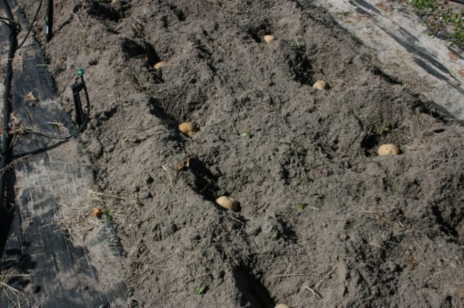 Клубни сортового картофеля в неглубоких лунках при ручной посадке