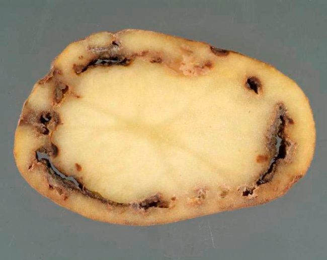 Срез картофеля с внутренней гнилью в форме кольца, расположенного ближе к кожуре клубня