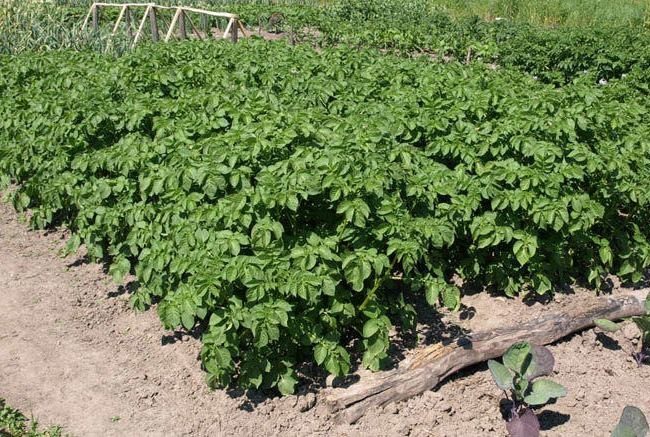 Кусты картошки сорта Киви с прямостоячими стеблями