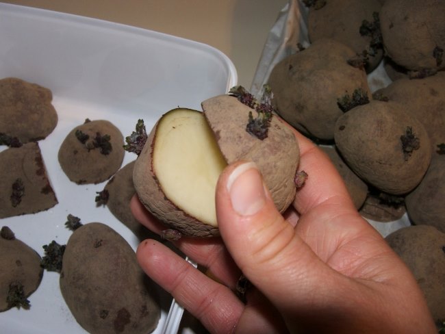 Нарезка семенного картофеля на части перед посадкой в открытый грунт