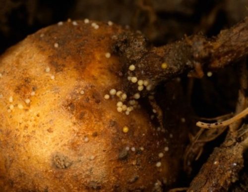 Корнеплод картофеля с мелкими золотистыми нематодами