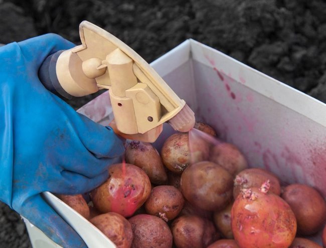Опрыскивание семенной картошки перед посадкой раствором марганцовки