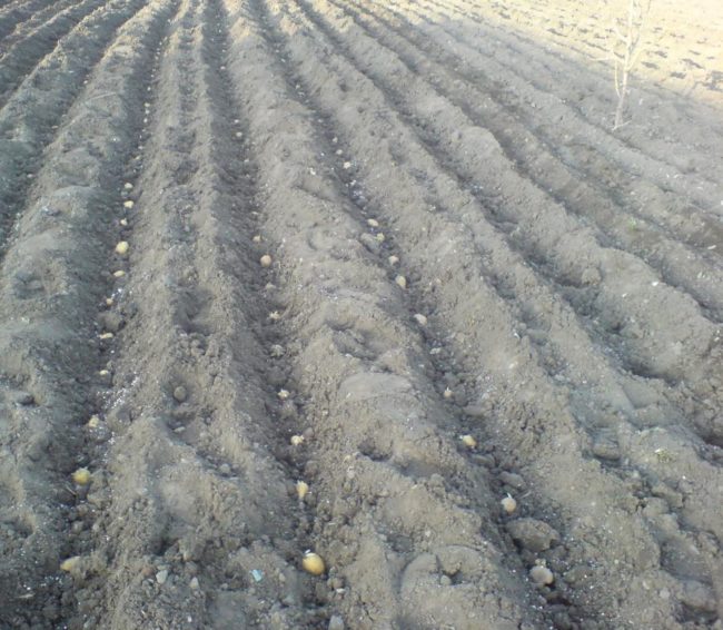 Посадка картошки в длинные борозды на поле фермерского хозяйства