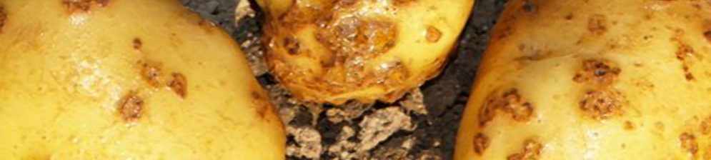 Болезнь картошки парша вблизи спелые желтые клубни