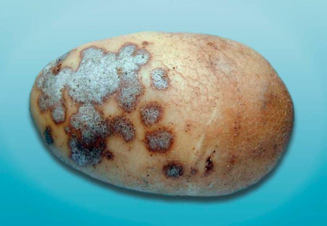 Клубень картофеля с серовато-бурыми пятнами при заражении серебристой паршой