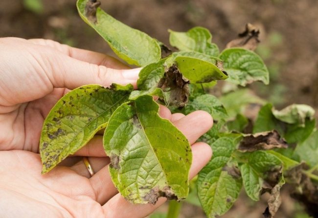 Листья ботвы картофеля с признаками заражения растения инфекциями