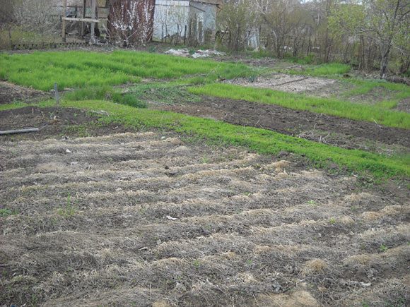 Участок для посадки картофеля перед осенней вспашкой земли