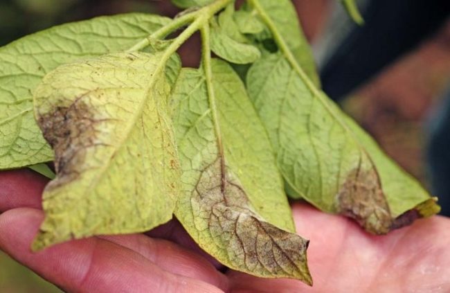 Нижняя сторона листьев картофеля с признаками поражения фитофторозом