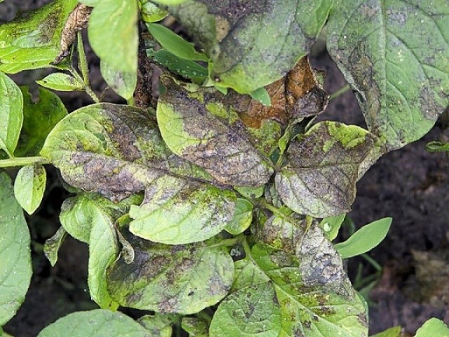 Листья картофеля с черно-бурыми пятнами от фитофтороза