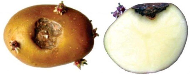 Клубневая форма пуговичной гнили на старом корнеплоде картофеля