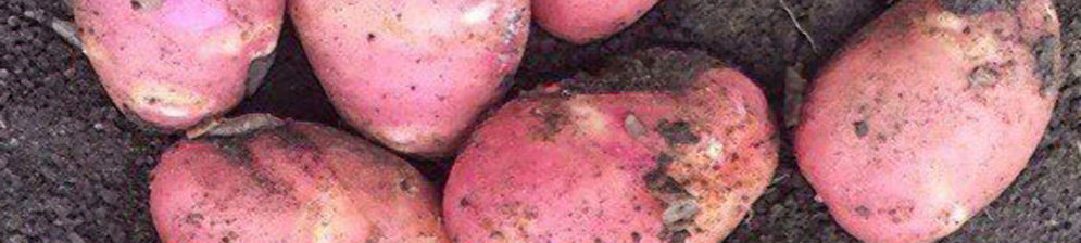 Спелые плоды картофеля Рэд Скарлет вблизи