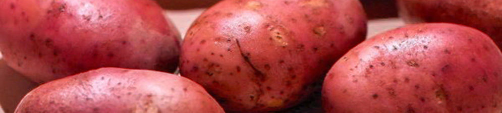 Плоды картошки Рокко вблизи