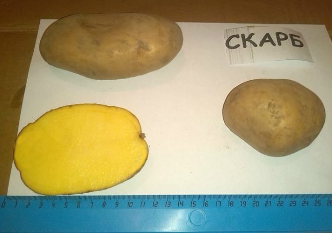 Мякоть желтоватого оттенка на срезе картофеля сорта Скарб на белом фоне и линейка