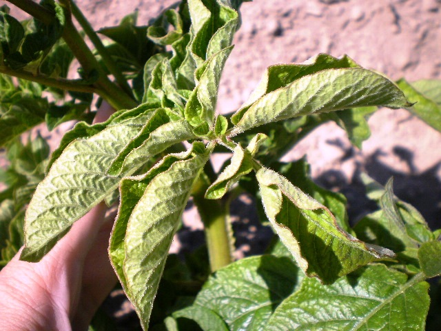 Скрученные листья картофеля после поражения растения вирусным заболеванием