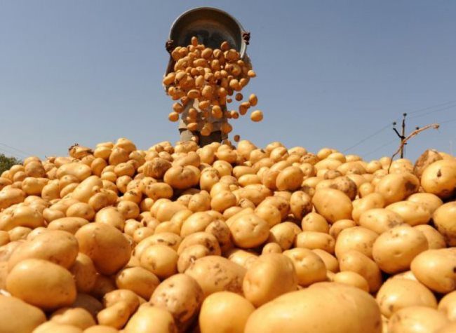 Сбор клубней картофеля в большую кучу в крупном фермерском хозяйстве