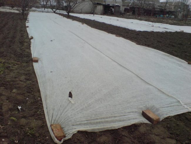 Укрытие посадок картофеля от весенних заморозков под белый нетканый материал