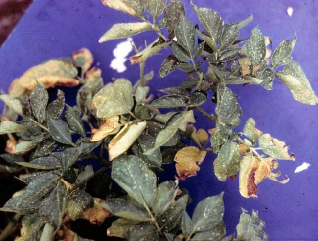 Ботва картофеля с потемневшими листьями при поражении растения вертициллезом