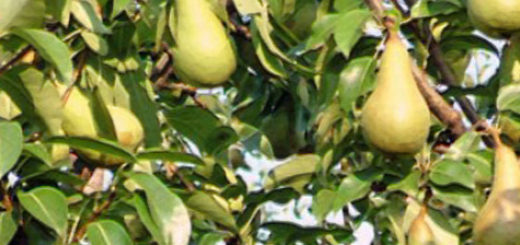 Плоды груши сорта Аббат Феттель на дереве созревают